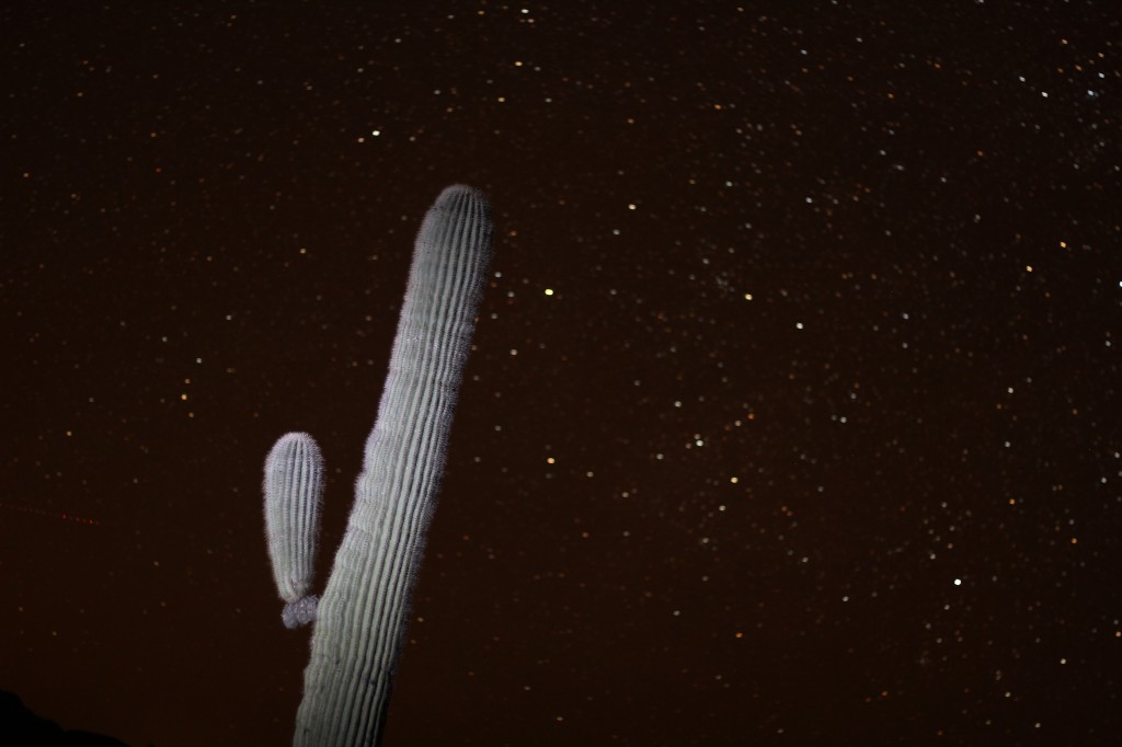 cactus in space