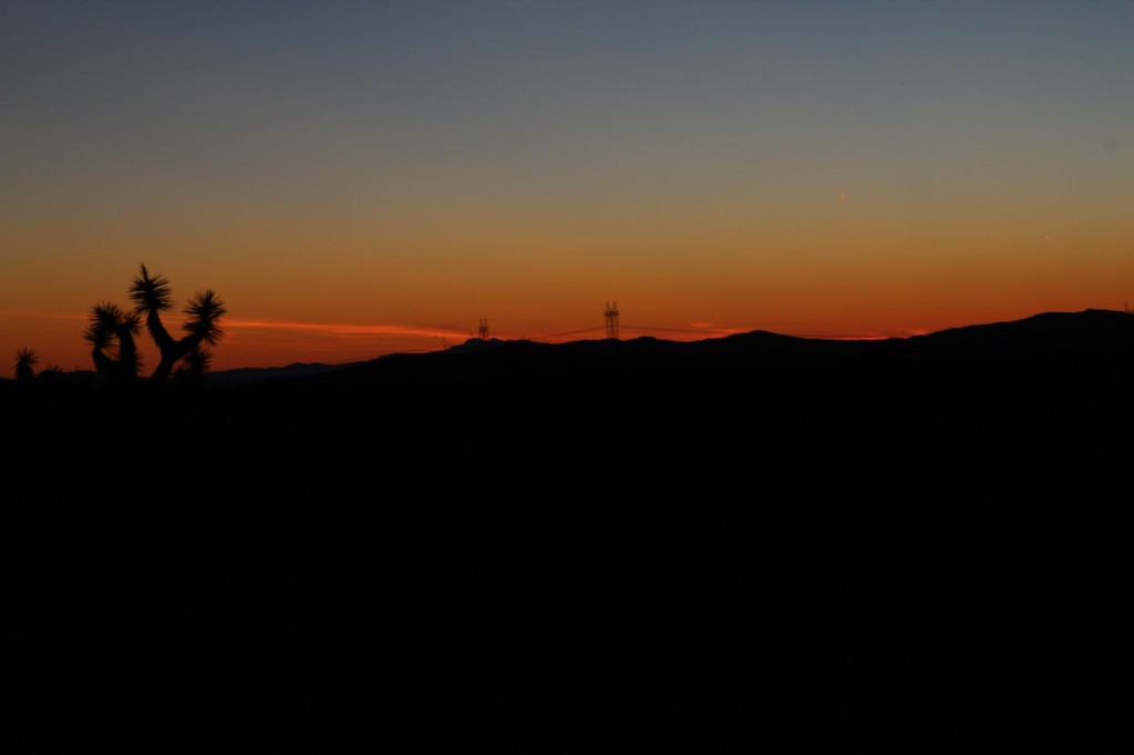 joshua tree landscape