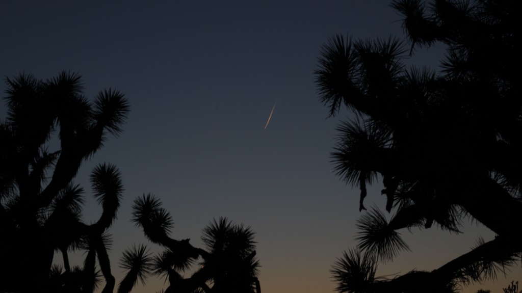 joshua tree night