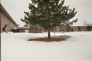 troy farah snow tree